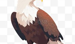 漫画老鹰,老鹰的传奇飞翔之旅